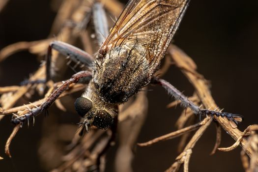 Detailed macro shot of a dew-covered Asilidae on dry foliage, taken in Valencia, Spain.