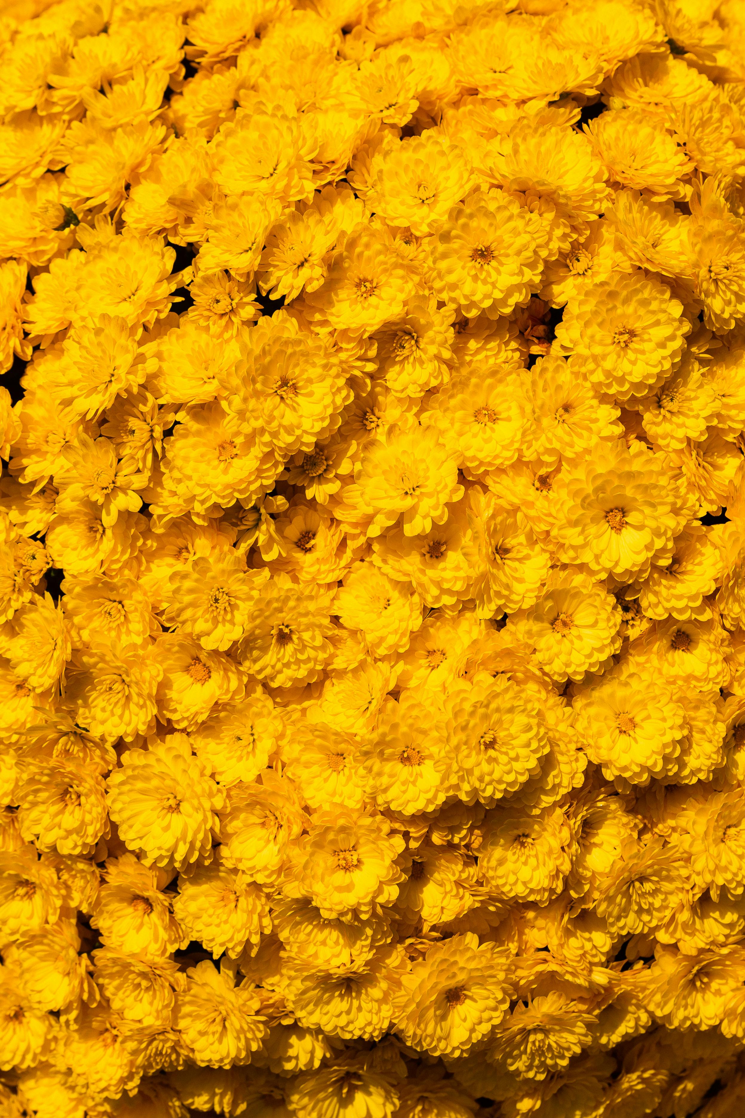 A dense cluster of vibrant yellow chrysanthemums in full bloom, creating a stunning floral pattern.