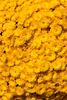 A dense cluster of vibrant yellow chrysanthemums in full bloom, creating a stunning floral pattern.