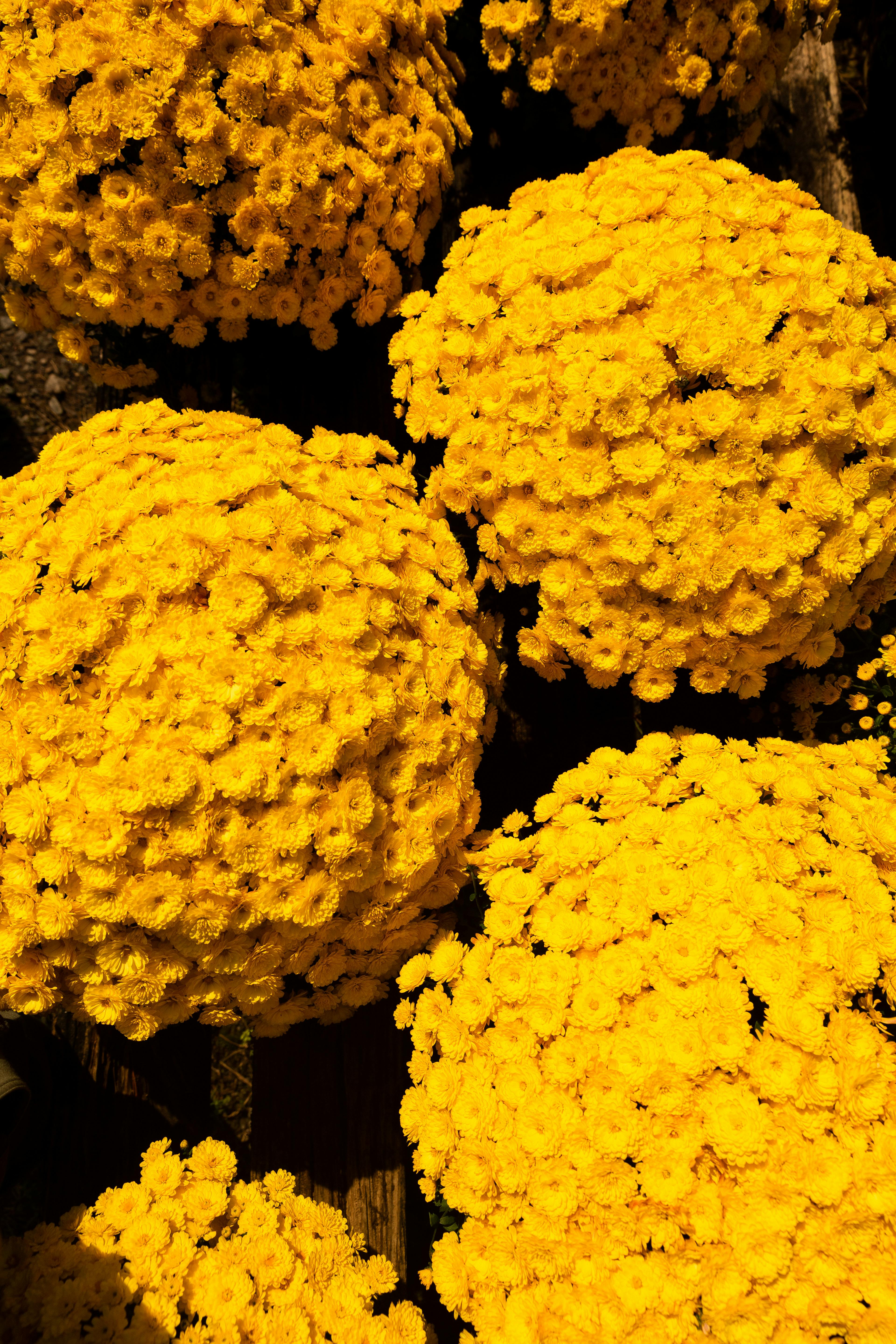 Cluster of vibrant yellow chrysanthemums blooming outdoors, perfect for spring decor.