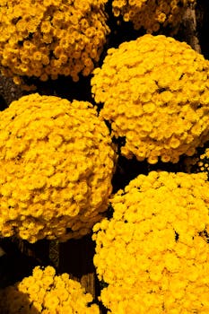 Cluster of vibrant yellow chrysanthemums blooming outdoors, perfect for spring decor.