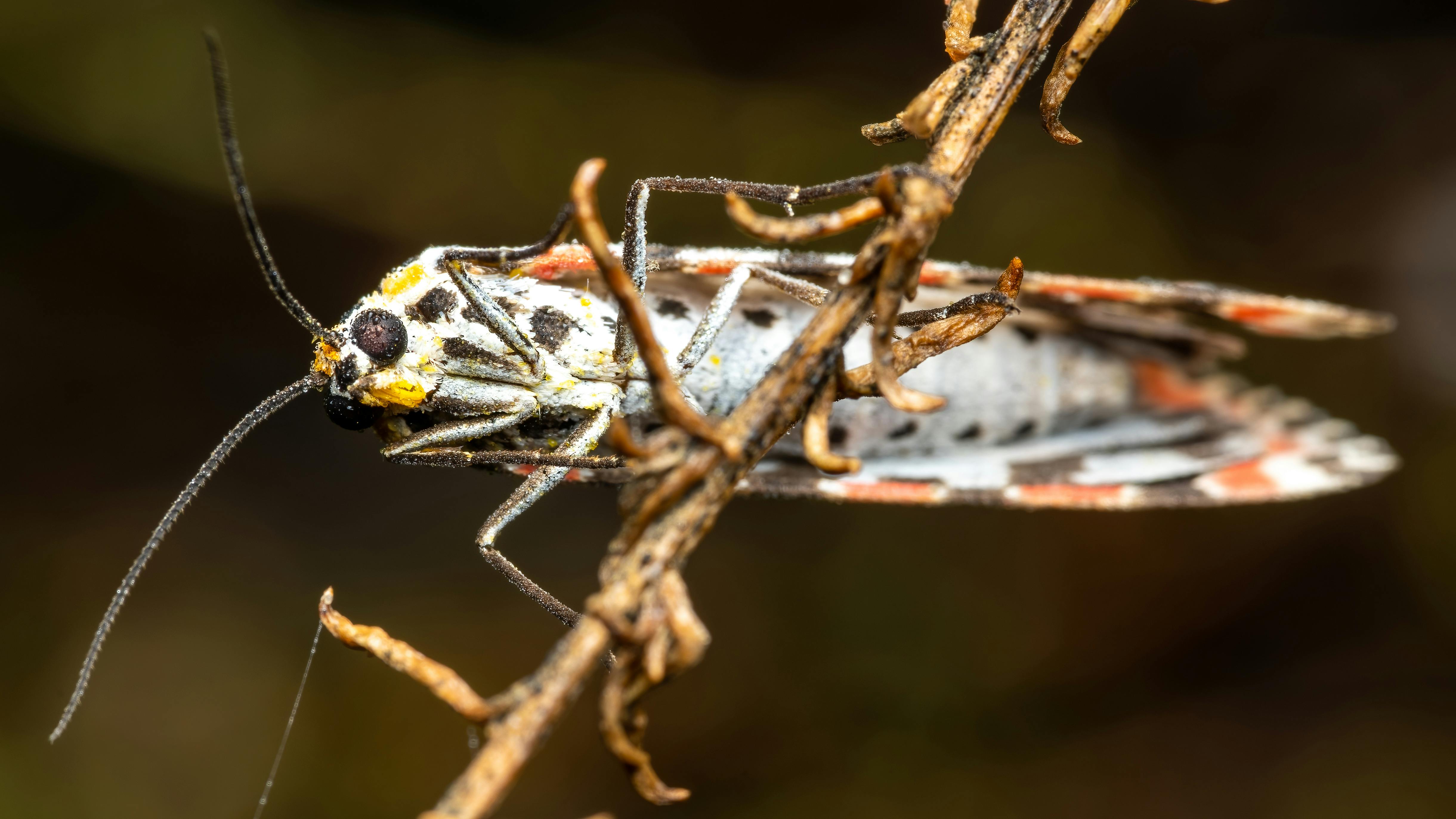 Close‑up macro view of a small moth with speckled wings
