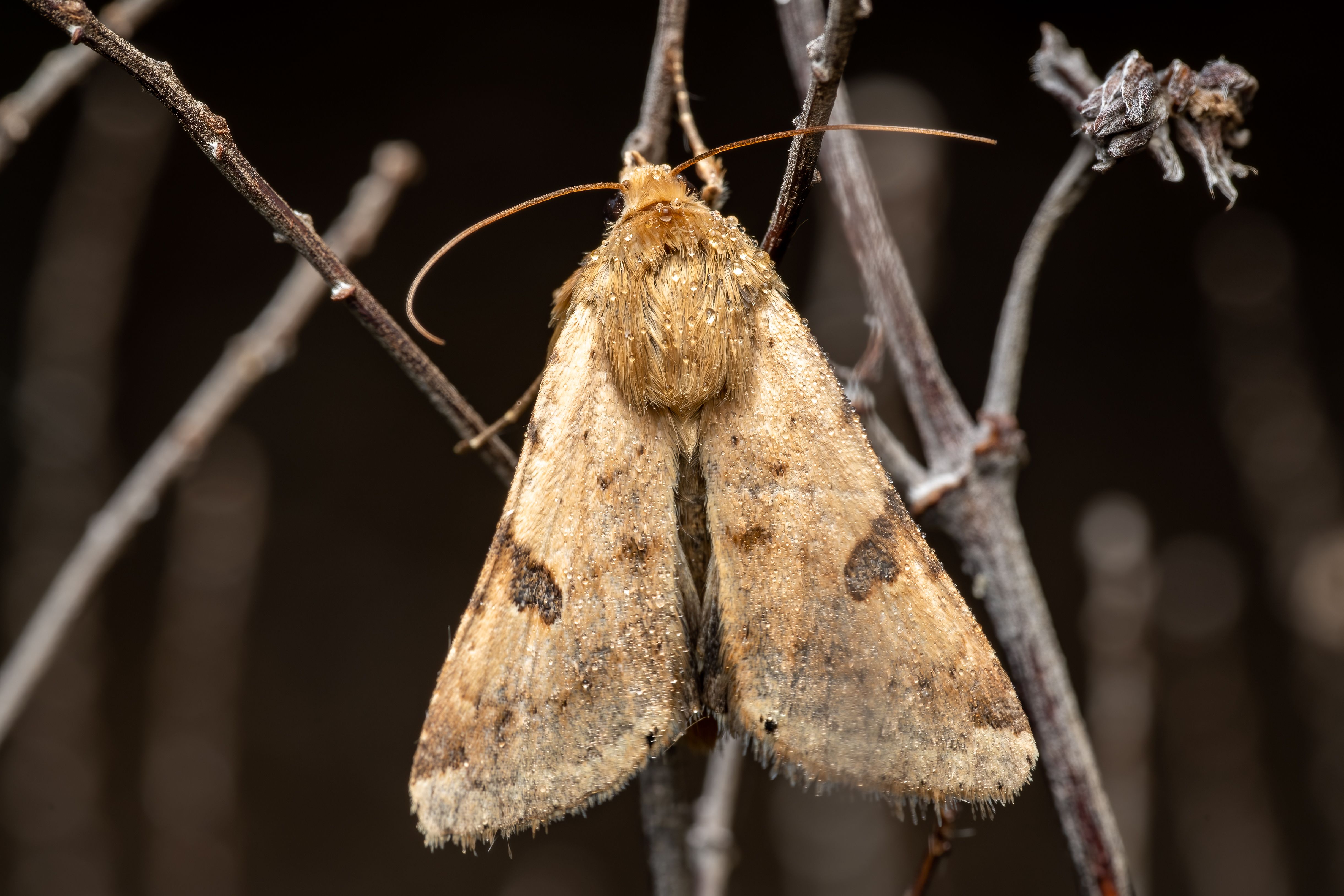 Close-up of Moth on Branch in Valencia · Free Stock Photo