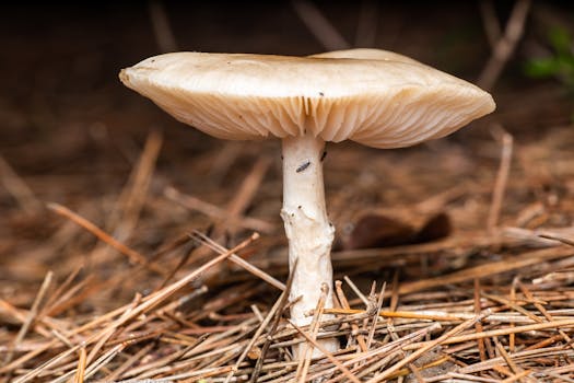 Detailed macro shot of a wild mushroom on a pine forest floor in Valencia, Spain.