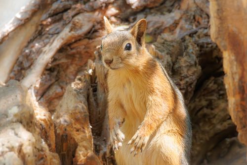 Free Adorable squirrel on a tree trunk in natural lighting, showcasing its vibrant fur and curious expression. Stock Photo