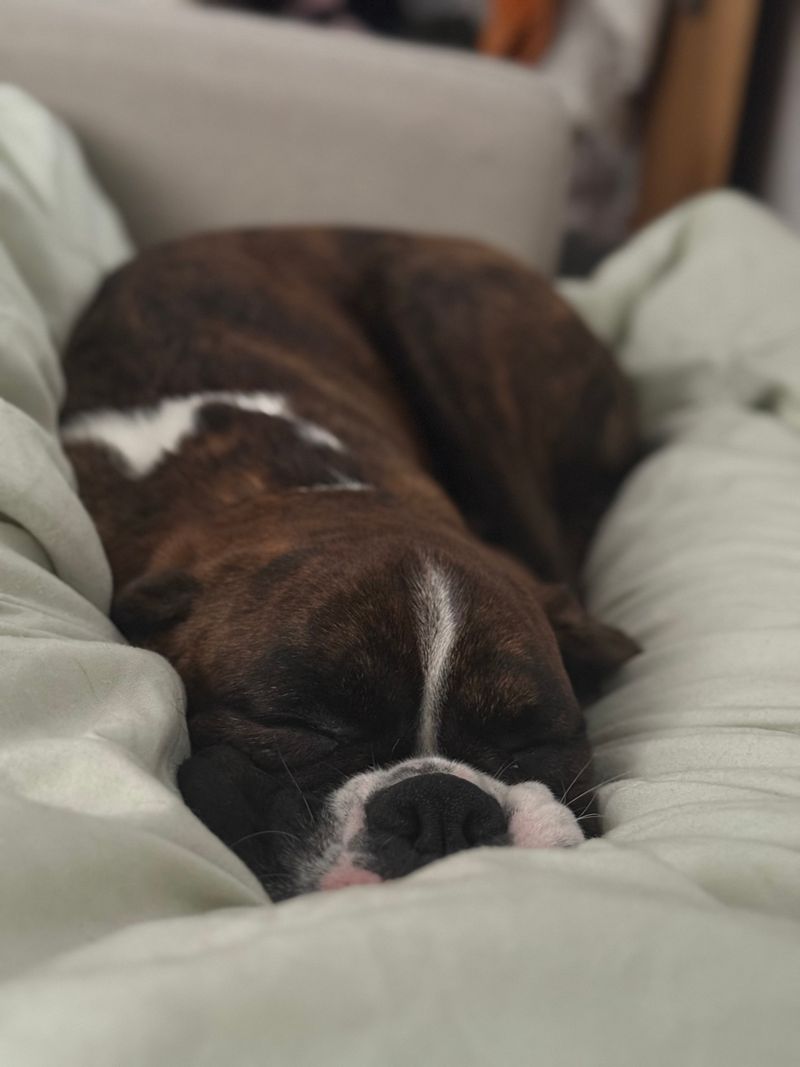 Koda - photo 1