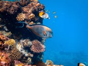 色彩缤纷的礁鱼在清澈的海洋环境中在充满活力的珊瑚中游泳