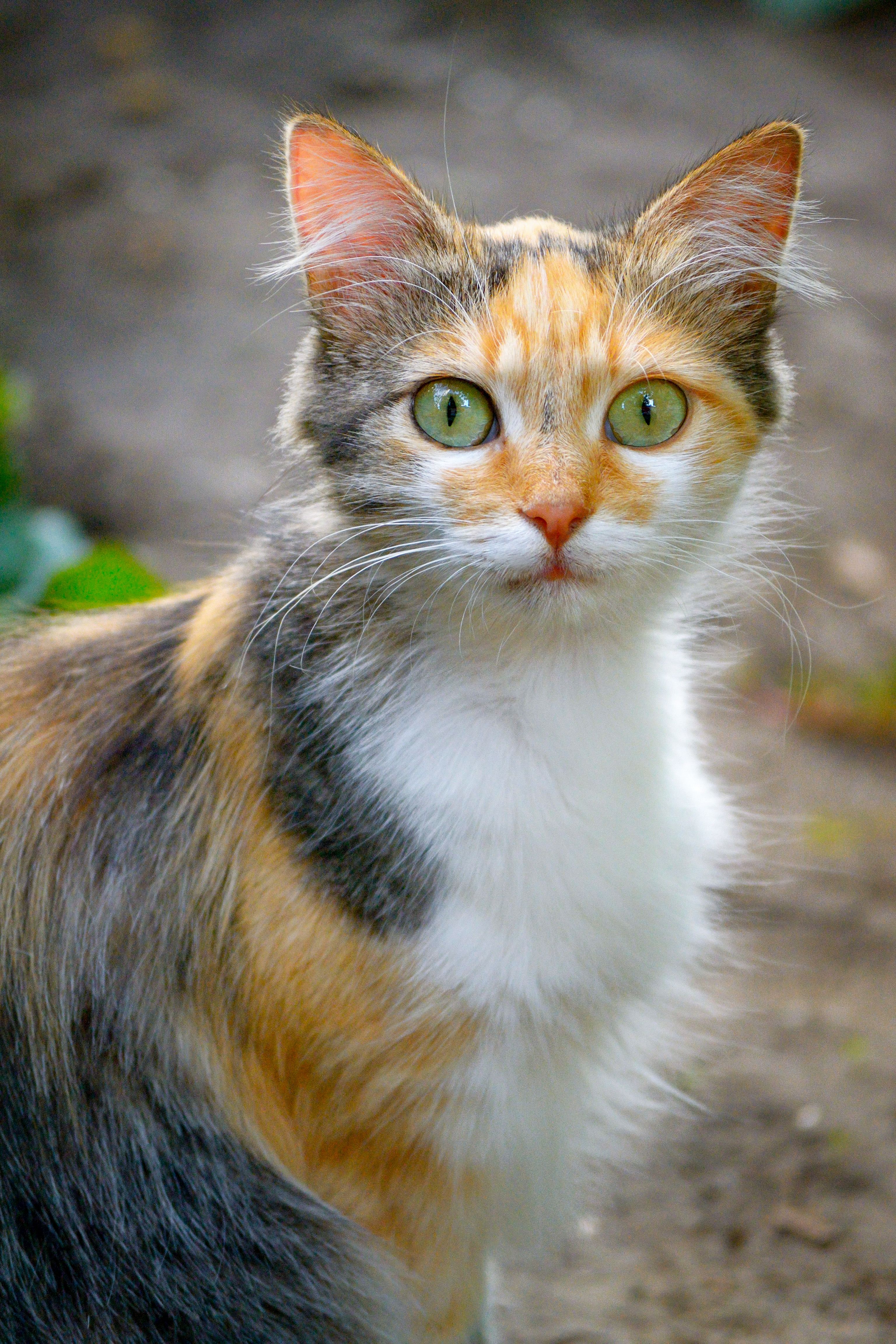 Smurf Cat Photos, Download The BEST Free Smurf Cat Stock Photos & HD Images