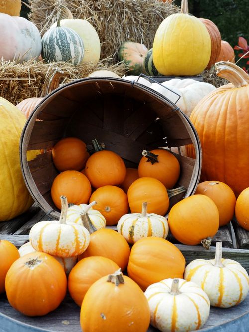 Free A colorful arrangement of various pumpkins and gourds in autumn setting. Stock Photo