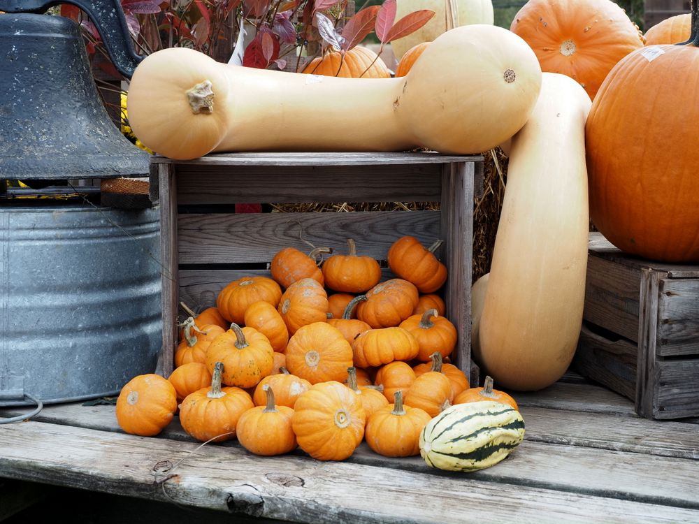 Autumn Harvest Display with Pumpkins and Gourds · Free Stock Photo
