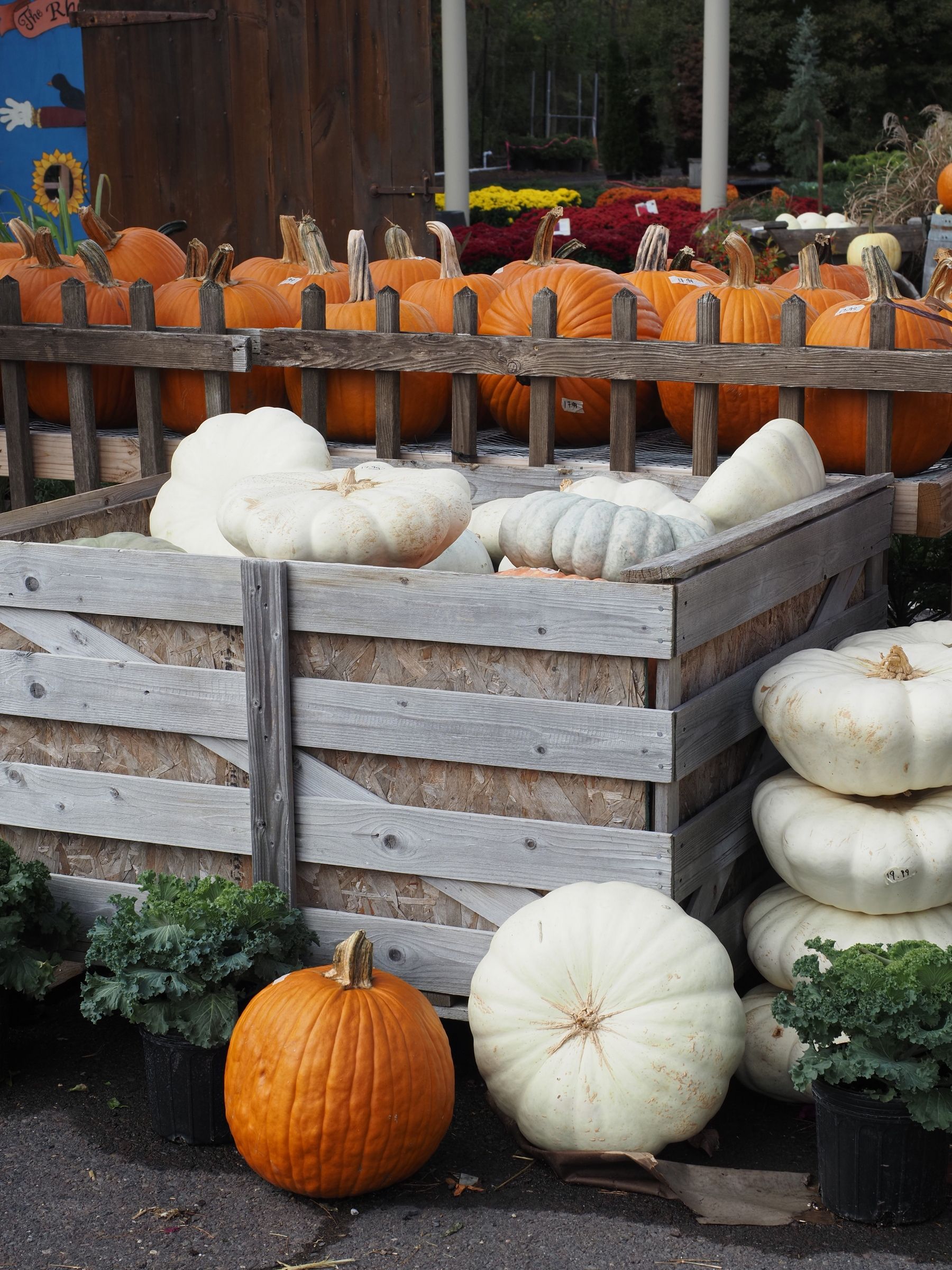 Autumn Harvest Display with White and Orange Pumpkins · Free Stock Photo