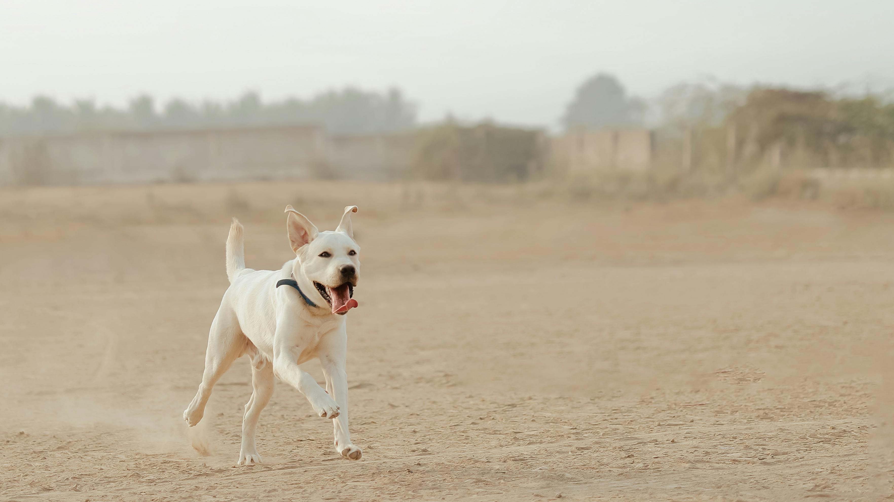 Origem do cão doméstico