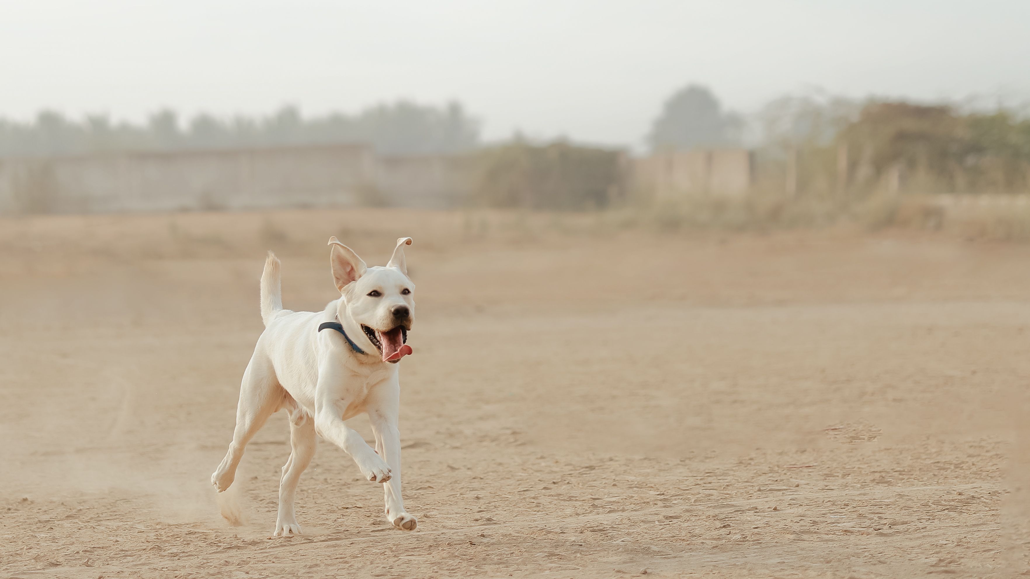 Happy Labrador Running Outdoors on a Sunny Day · Free Stock Photo
