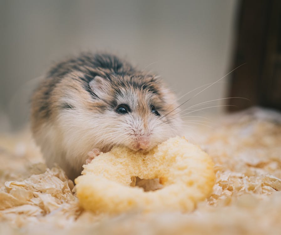 Free Cute Hamster Enjoying Tasty Treat Stock Photo