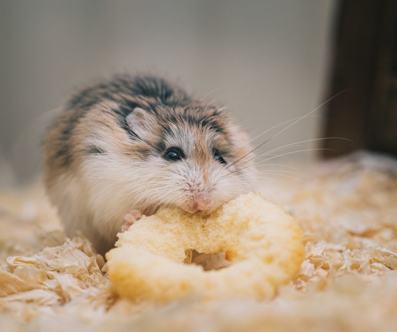 Hamster kaefig warum die meisten zu klein sind: practical guide overview