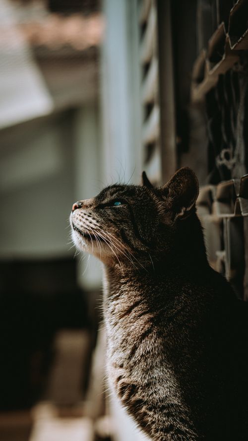 Free A serene tabby cat enjoys a sunny day in São Paulo's urban setting. Stock Photo