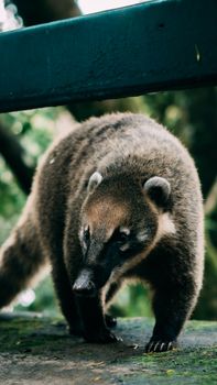 South American coati exploring outdoors in Foz do Iguaçu, Brazil.