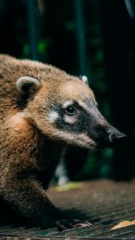 Coati (Nasua nasua) captured in natural habitat in Foz do Iguaçu, Brazil.