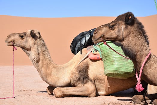 Two dromedary camels resting with packs in the Sahara Desert, Morocco.