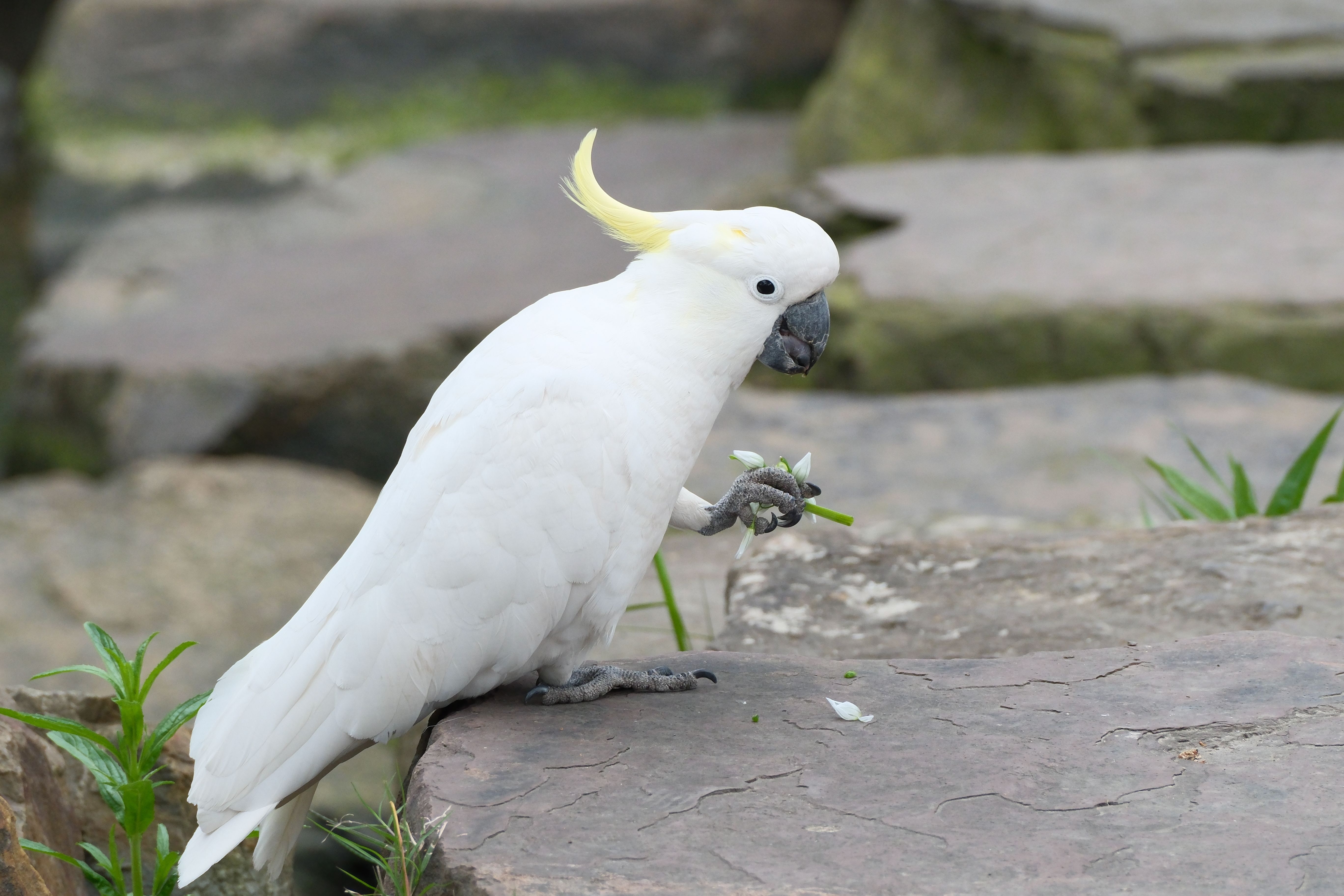 Cockatoo