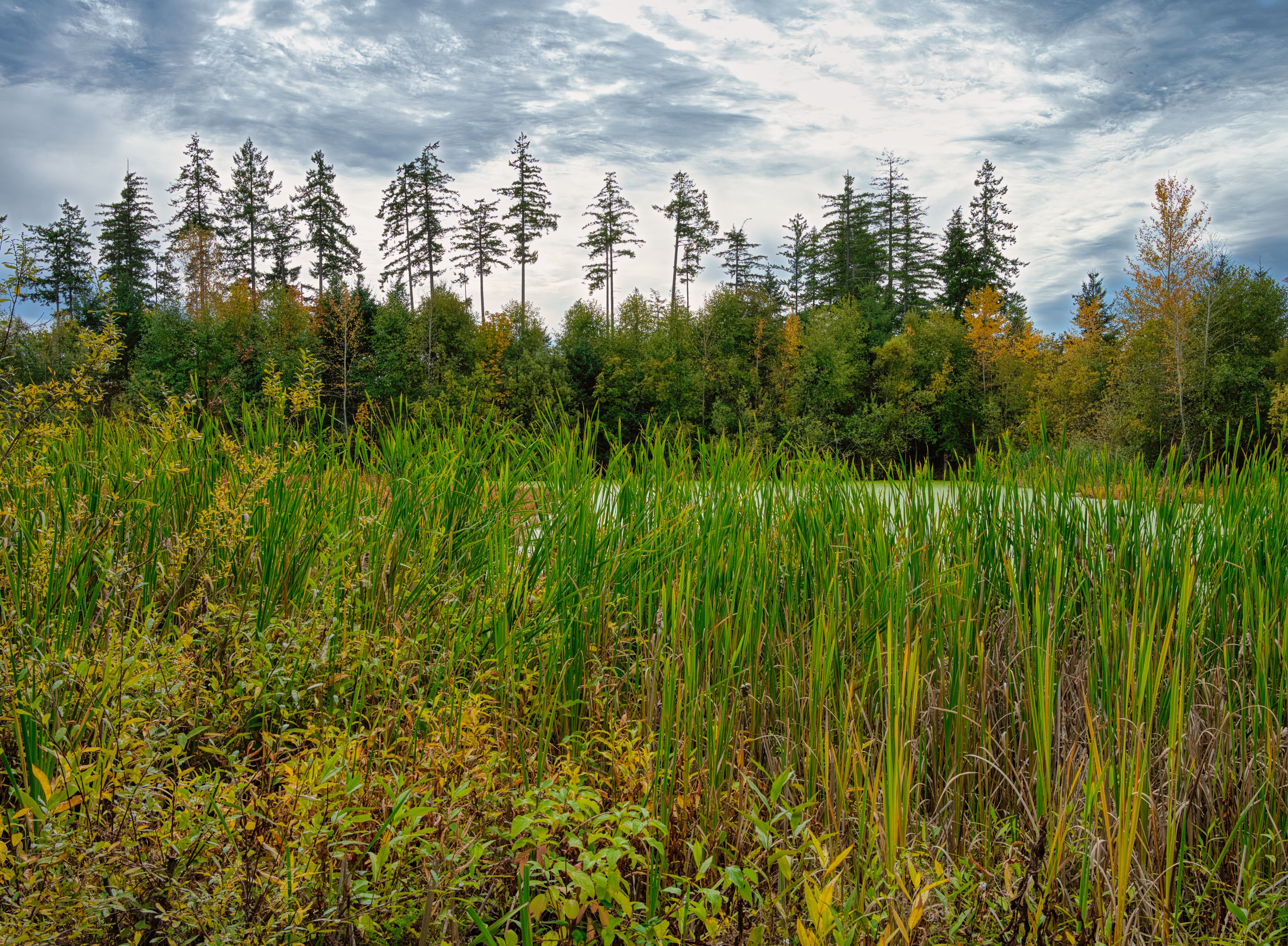A serene view of a forest pond surrounded by trees and reeds in Lacey, Washington.