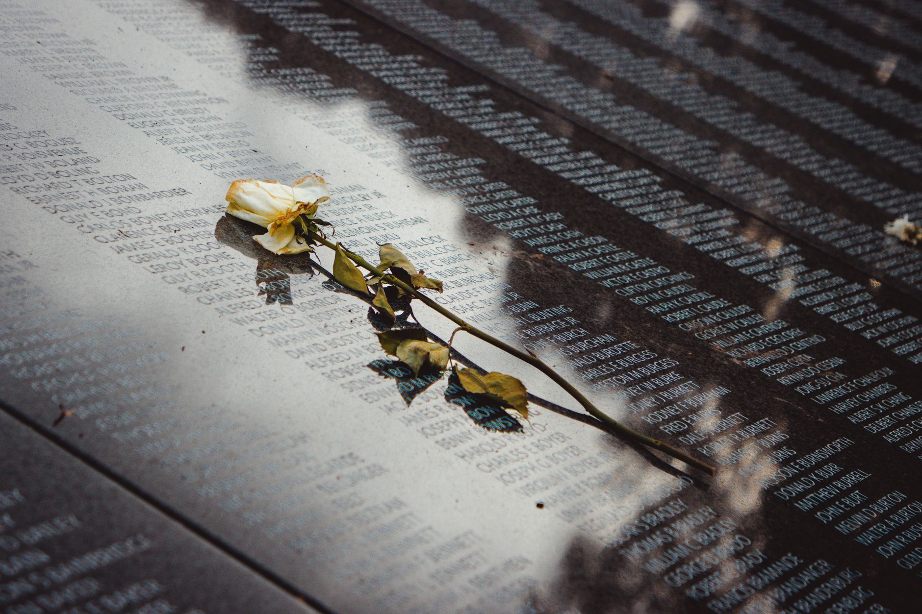 A white rose placed on a reflective memorial wall listing names, conveying remembrance.