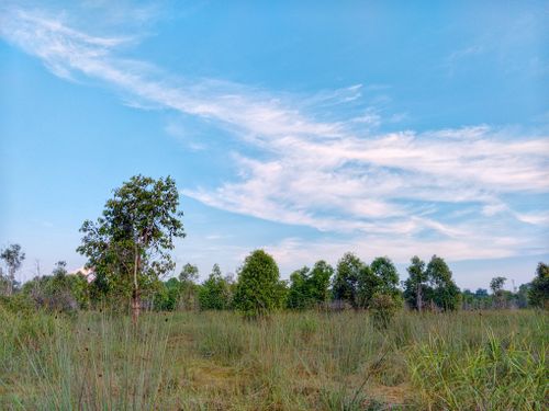 Free A tranquil view of a grassy field with scattered trees under a bright blue sky. Stock Photo