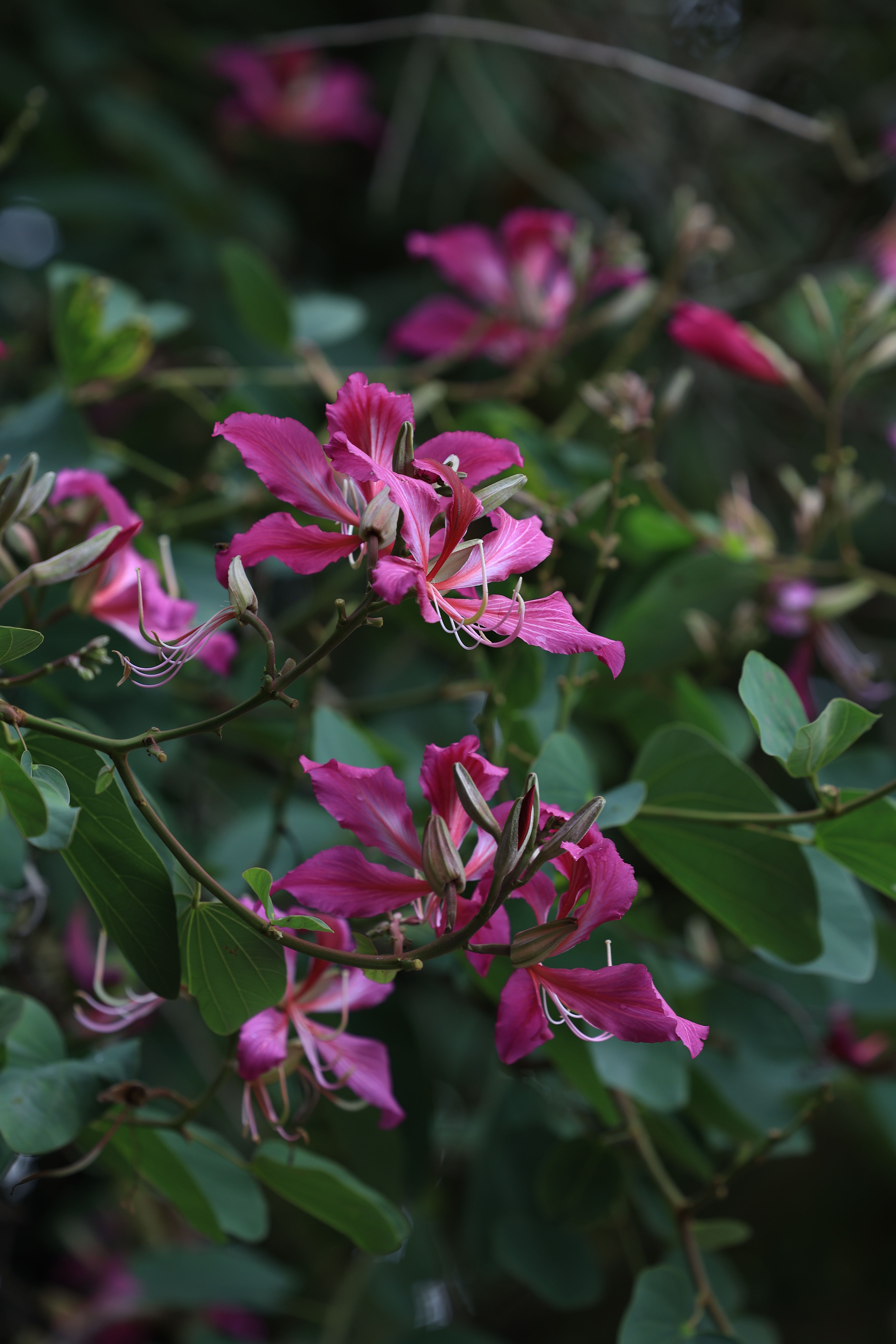 Beautiful pink Bauhinia flowers in dense green foliage, perfect for nature and botanical themes.