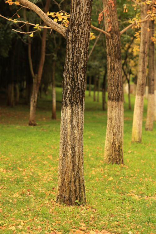 Free A serene view of autumn trees with painted trunks highlighting seasonal change. Stock Photo