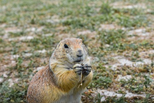 Captivating close-up of a prairie dog eating in Badlands, South Dakota.