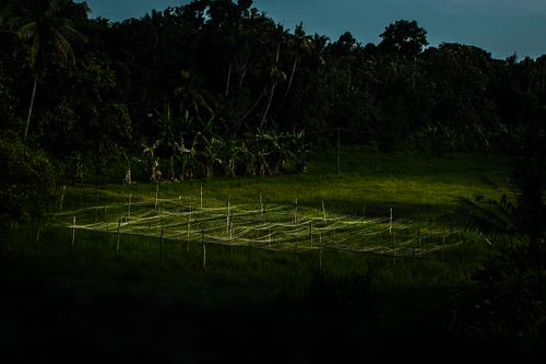 Free stock photo of farm, green, kerala Stock Photo