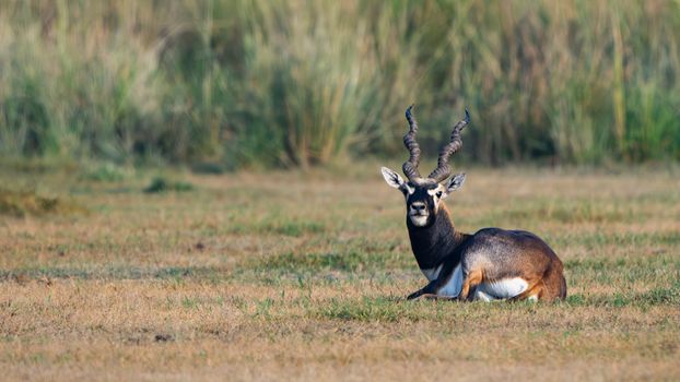 A blackbuck antelope with twisted horns rests in an open grassy field in natural habitat.