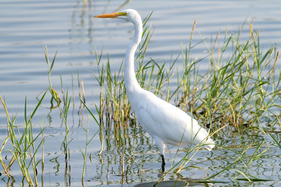 migrar site WordPress sem downtime