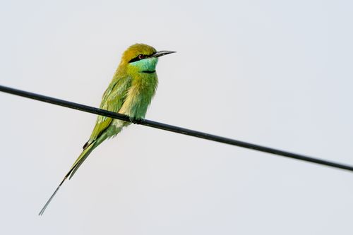 Free A vibrant Green Bee-Eater bird perched on a wire in Jamnagar, India, showcasing colorful plumage. Stock Photo