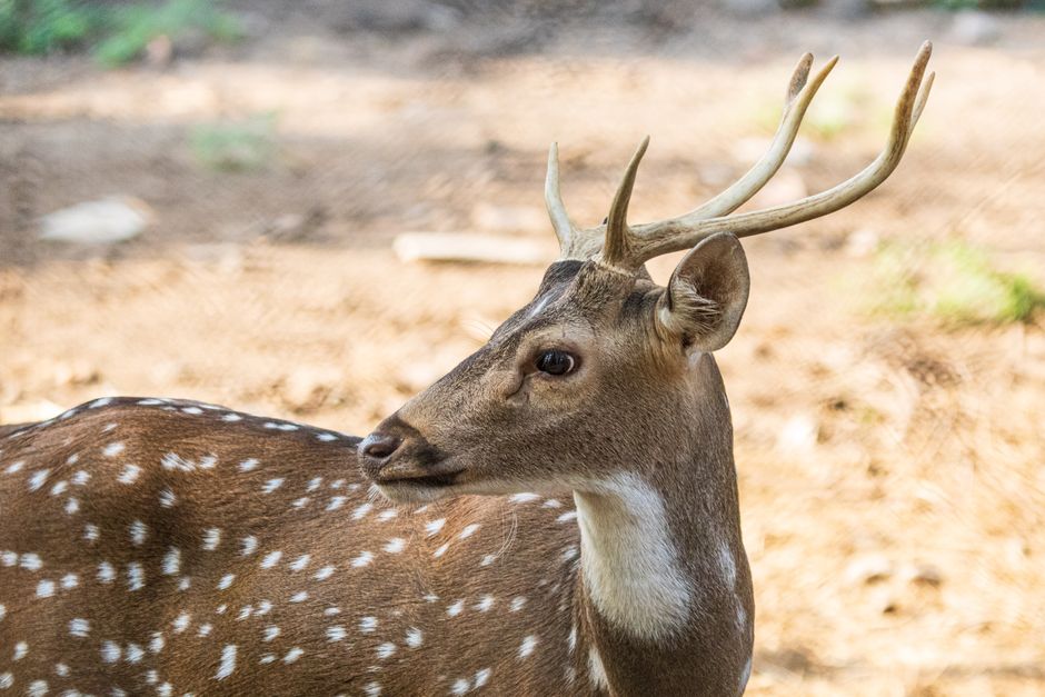 Close-up of a chital deer with antlers in Jamnagar, India woodland.