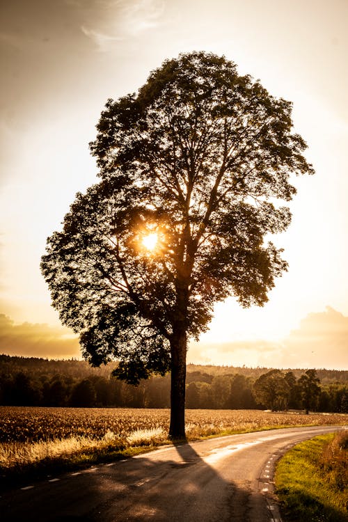 Free Rising Sun Shining through Tree in Rural Landscape Stock Photo
