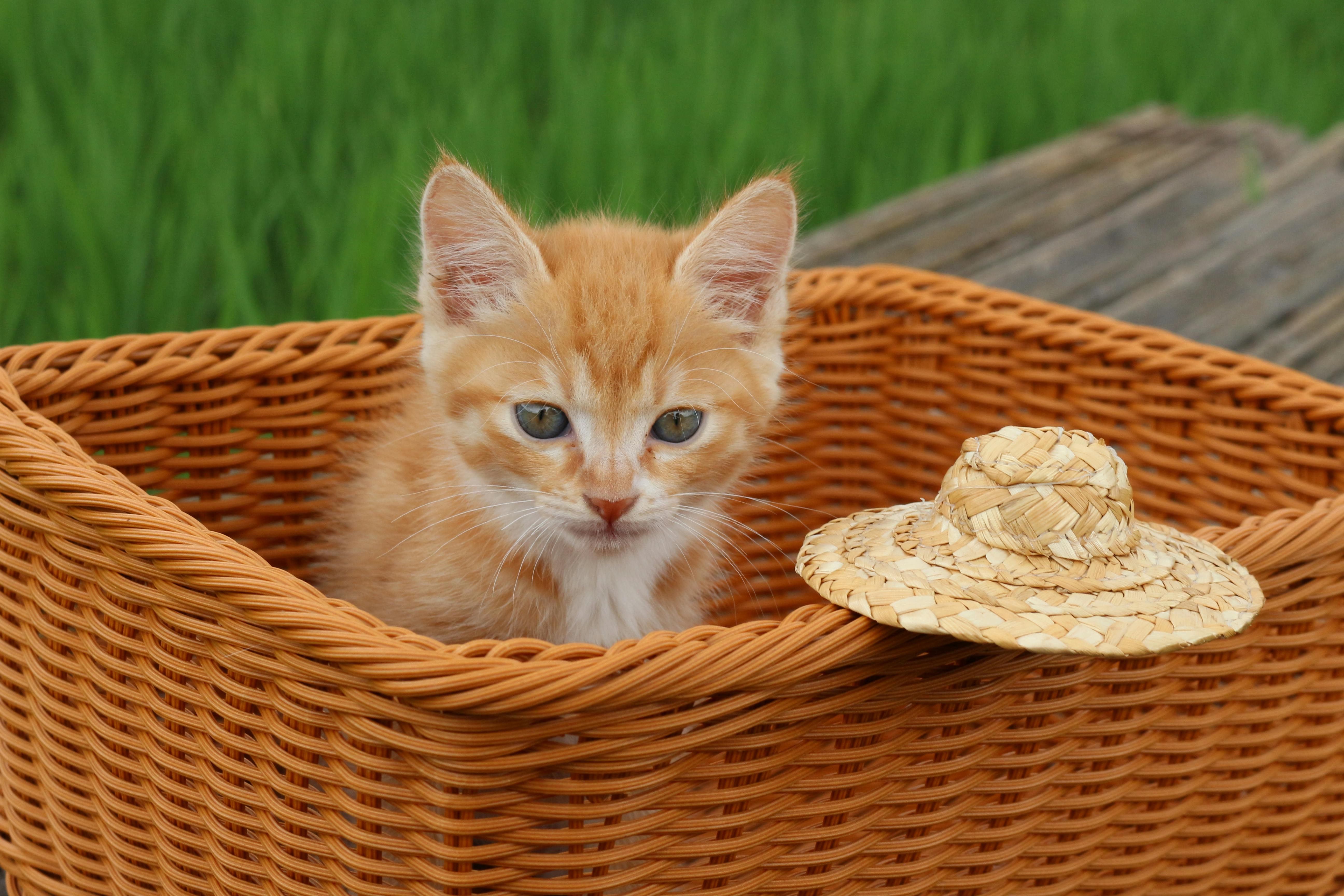 猫用サプリ アンチノールの正しい使用方法と注意点