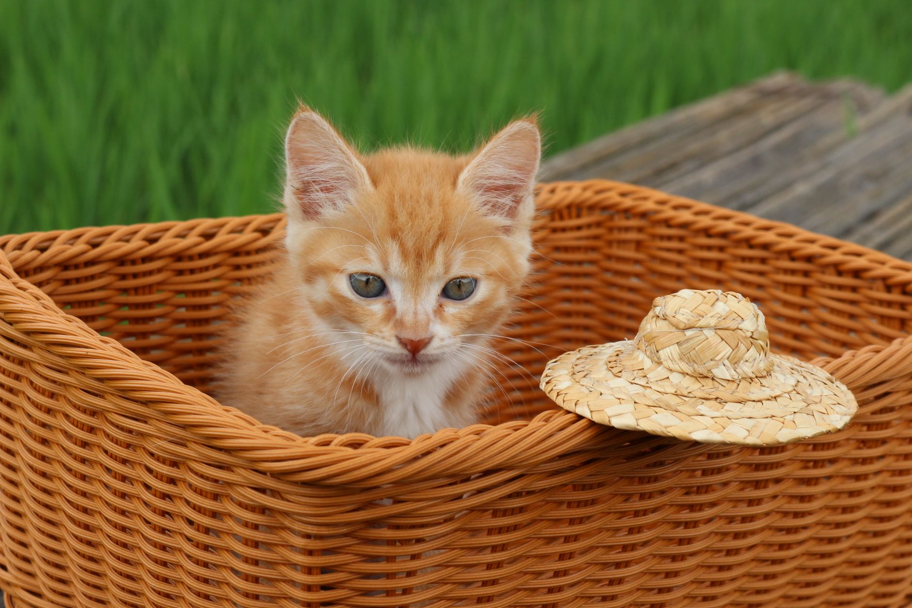 猫用サプリ アンチノールの正しい使用方法と注意点