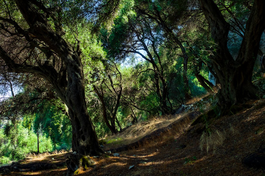 Gratis lagerfoto af dyb, grøn, landdistrikt