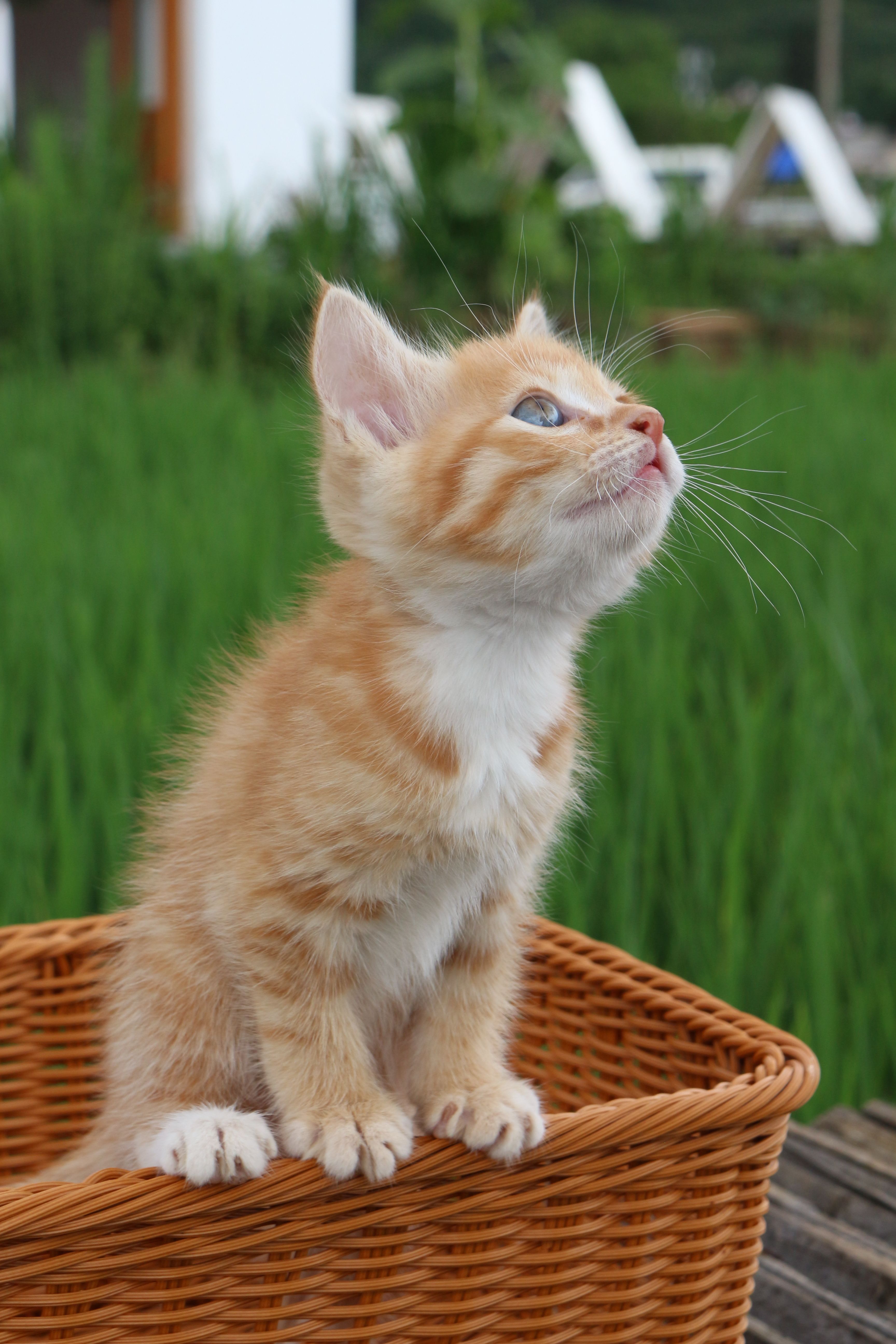 Smurf Cat Photos, Download The BEST Free Smurf Cat Stock Photos & HD Images