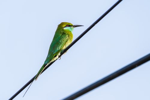 Free Close-up of a colorful green bee-eater perched on a wire in Jamnagar, India, showcasing vivid plumage. Stock Photo