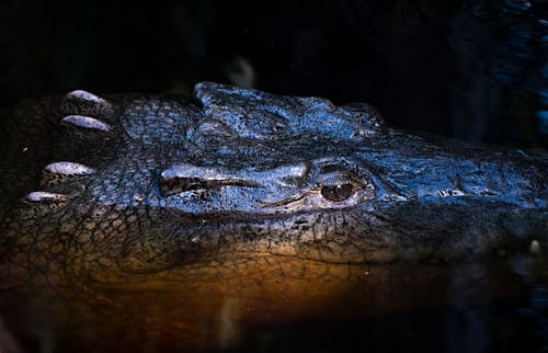 Kostenloses Stock Foto zu krokodil, reptil, tiere