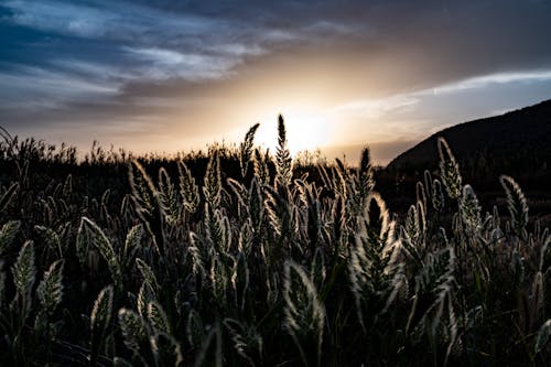 Foto Di Campo Durante Il Giorno