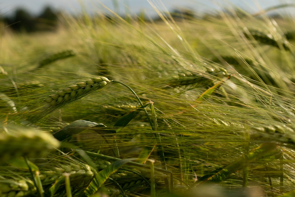 Green Wheat Field in Close Up Shot