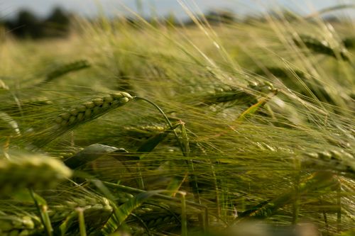 Free Lush wheat fields swaying in the summer breeze in Sweden, close-up view. Stock Photo