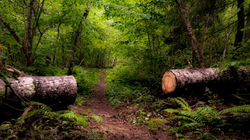 小徑, 小路, 森林 的 免费素材图片