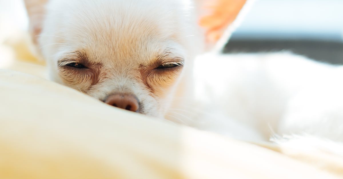 Wenn dein Hund nachts nicht schlafen will was kannst du tun? Hundebande