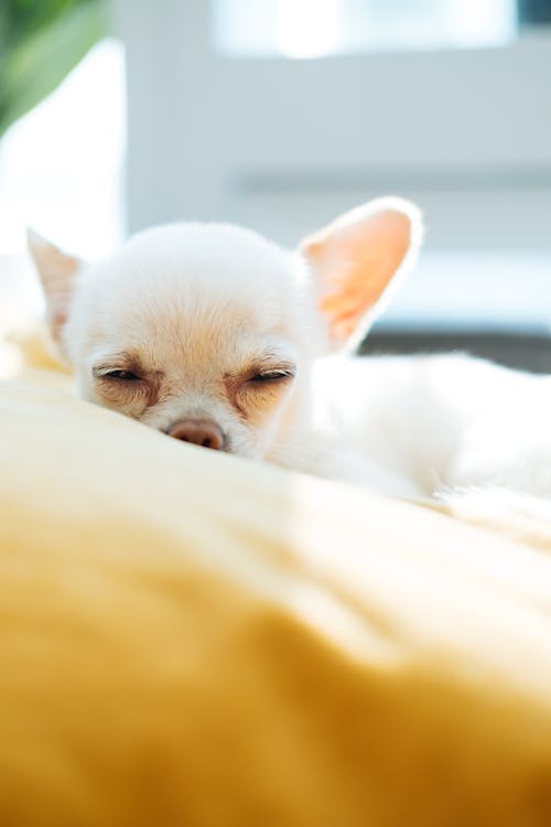 Free White Chihuahua Stock Photo