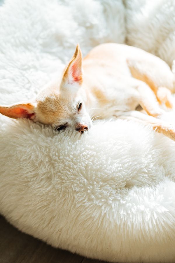 A small dog asleep on a soft cushioned bed