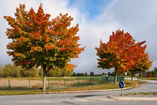 Vibrant autumn trees with colorful foliage lining a peaceful country road in Geesthacht, Germany.